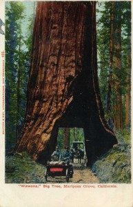 Wawona, Big Tree, Mariposa Grove, California                